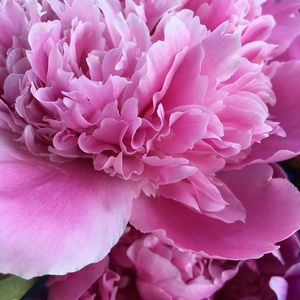 Meet your Posher, Christy